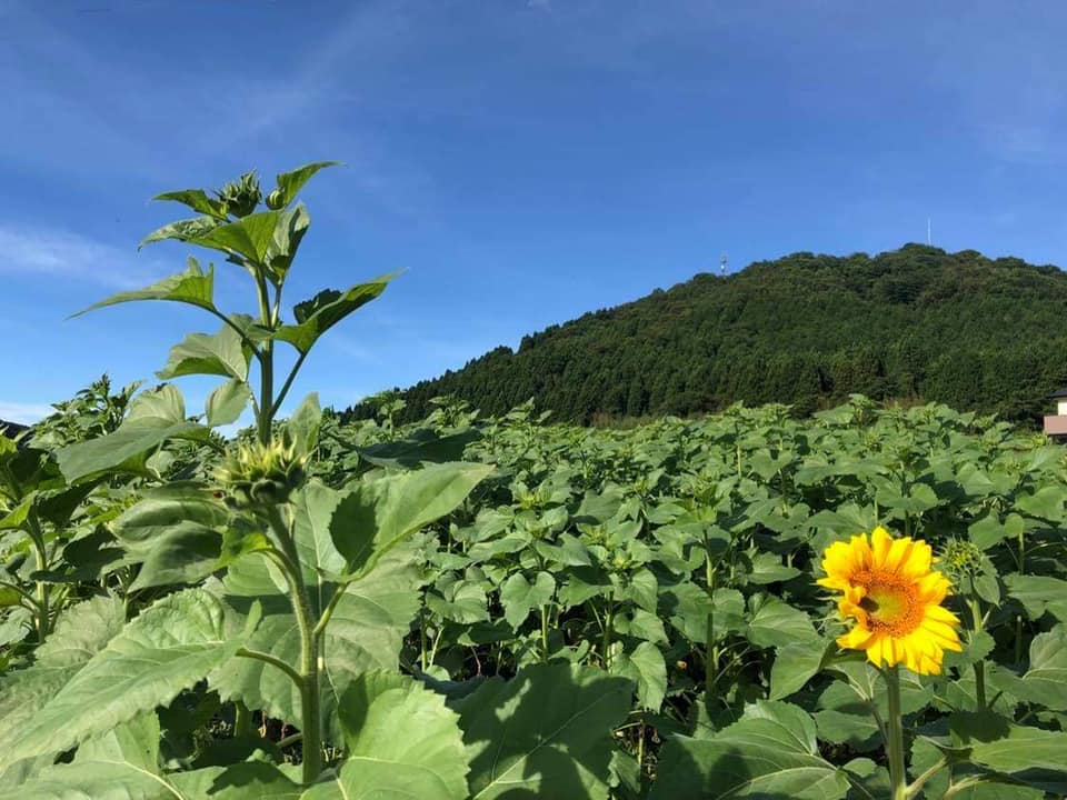 萩むつみ豚まん（試食会）7月25日開催！